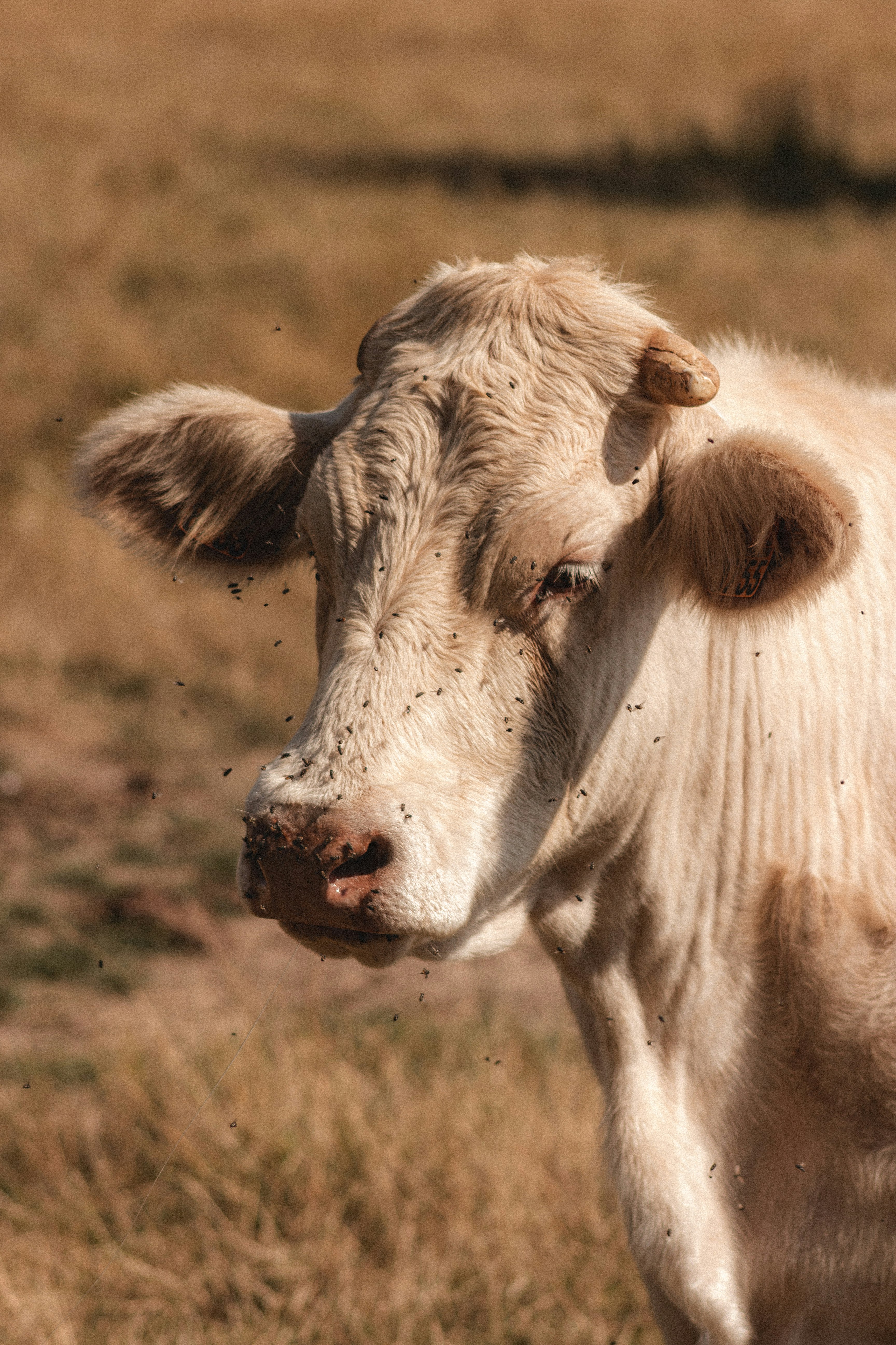 white cow on brown grass field during daytime